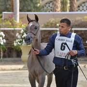 Yearling Filly: Haya Basiony
