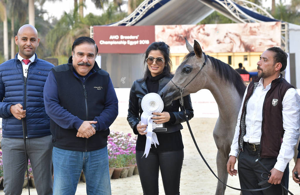 Yearling Filly: Sawahy El Gabry