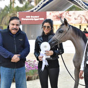 Yearling Filly: Sawahy El Gabry