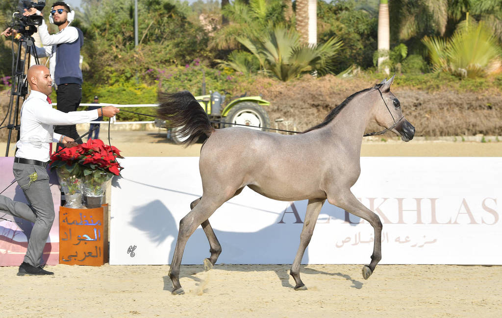 Yearling Filly: Sawahy El Gabry