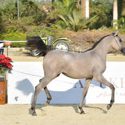 Yearling Filly: Sawahy El Gabry