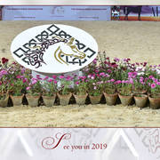 Lisa Abraham: The AHO Breeders' Championship in Egypt Photo Gallery