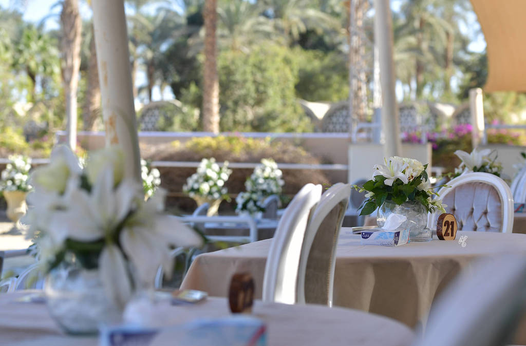 Rabab Stud in Cairo, Egypt ~ owned by Sheikh Khaled bin Laden