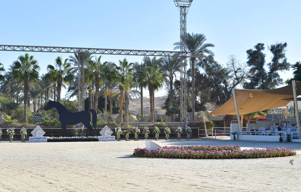 Rabab Stud in Cairo, Egypt ~ owned by Sheikh Khaled bin Laden