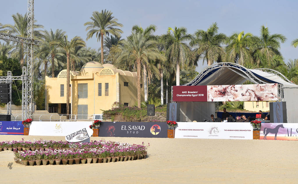 Rabab Stud in Cairo, Egypt ~ owned by Sheikh Khaled bin Laden