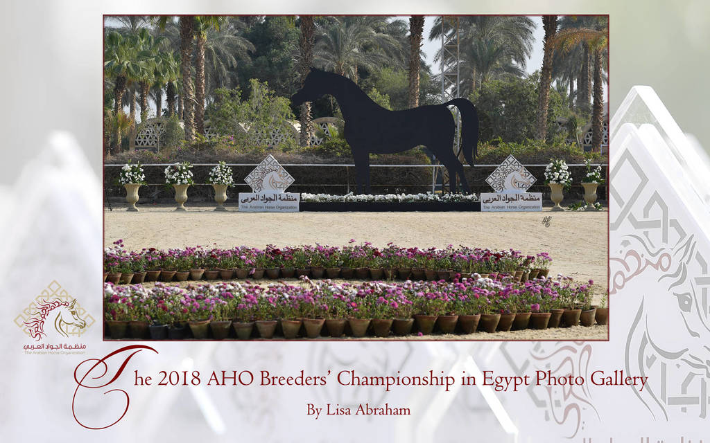 Lisa Abraham: The AHO Breeders' Championship in Egypt Photo Gallery