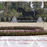 Lisa Abraham: The AHO Breeders' Championship in Egypt Photo Gallery