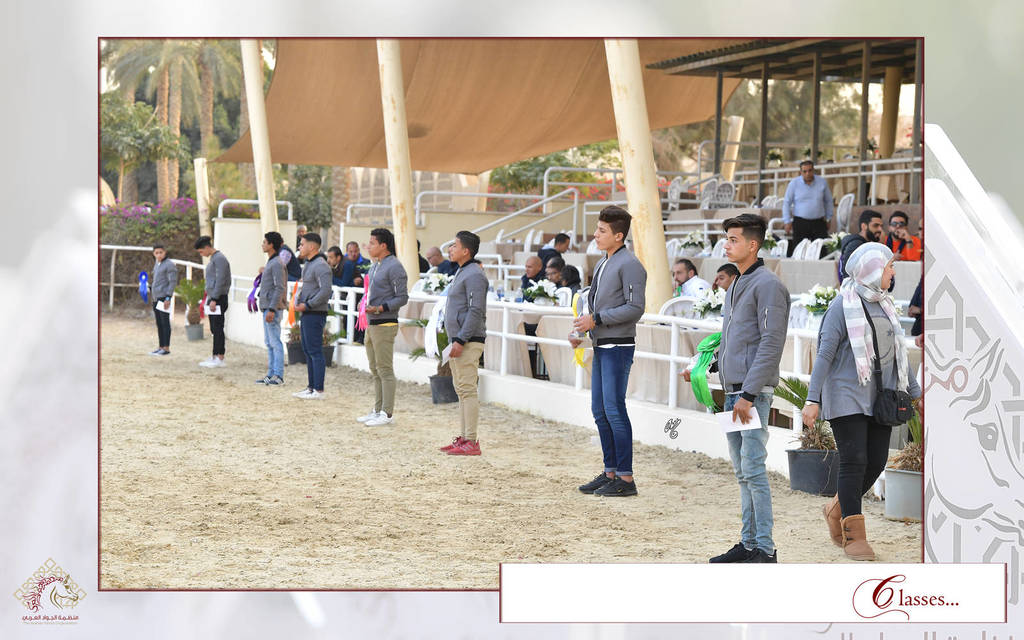 Lisa Abraham: The AHO Breeders' Championship in Egypt Photo Gallery