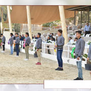 Lisa Abraham: The AHO Breeders' Championship in Egypt Photo Gallery