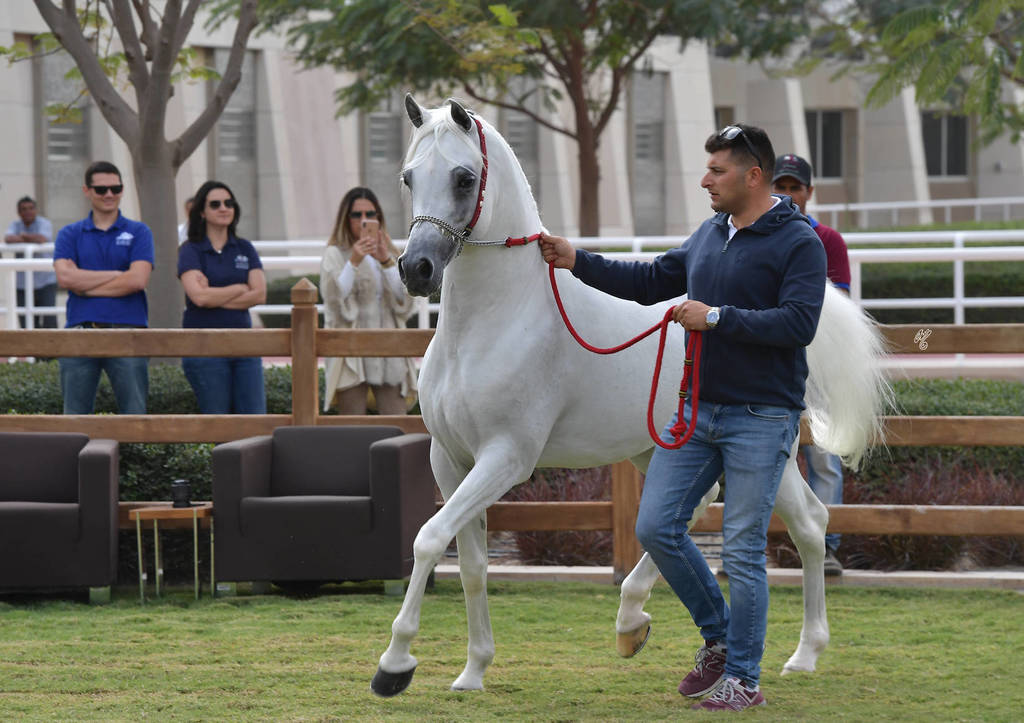 Stallion: Nasser Al Rayyan (Sinan Al Rayyan X Nadrah Al Rayyan)