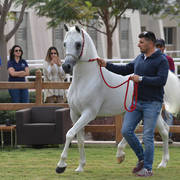 Stallion: Nasser Al Rayyan (Sinan Al Rayyan X Nadrah Al Rayyan)