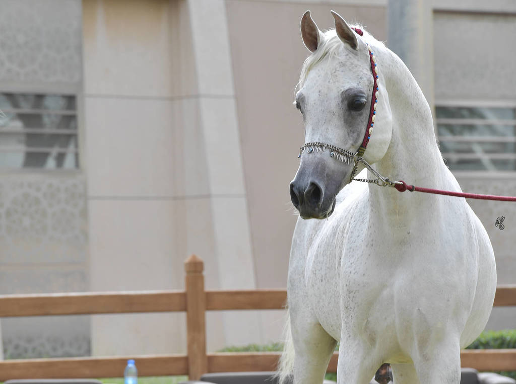 Stallion: Al Rasheed Al Rayyan (Ansata Nile Echo X RN Farida)