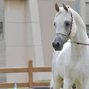 Stallion: Al Rasheed Al Rayyan (Ansata Nile Echo X RN Farida)