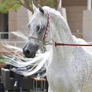 Stallion: Fahad Al Rayyan (Sinan Al Rayyan X Noof Al Rayyan)