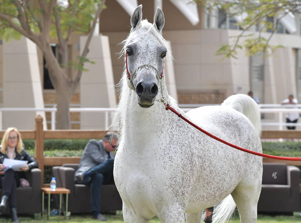 Stallion: Fahad Al Rayyan (Sinan Al Rayyan X Noof Al Rayyan)