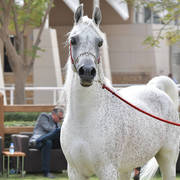 Stallion: Fahad Al Rayyan (Sinan Al Rayyan X Noof Al Rayyan)