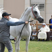 Stallion: Farhoud Al Shaqab (Al Adeed Al Shaqab X Johara Al Shaqab)