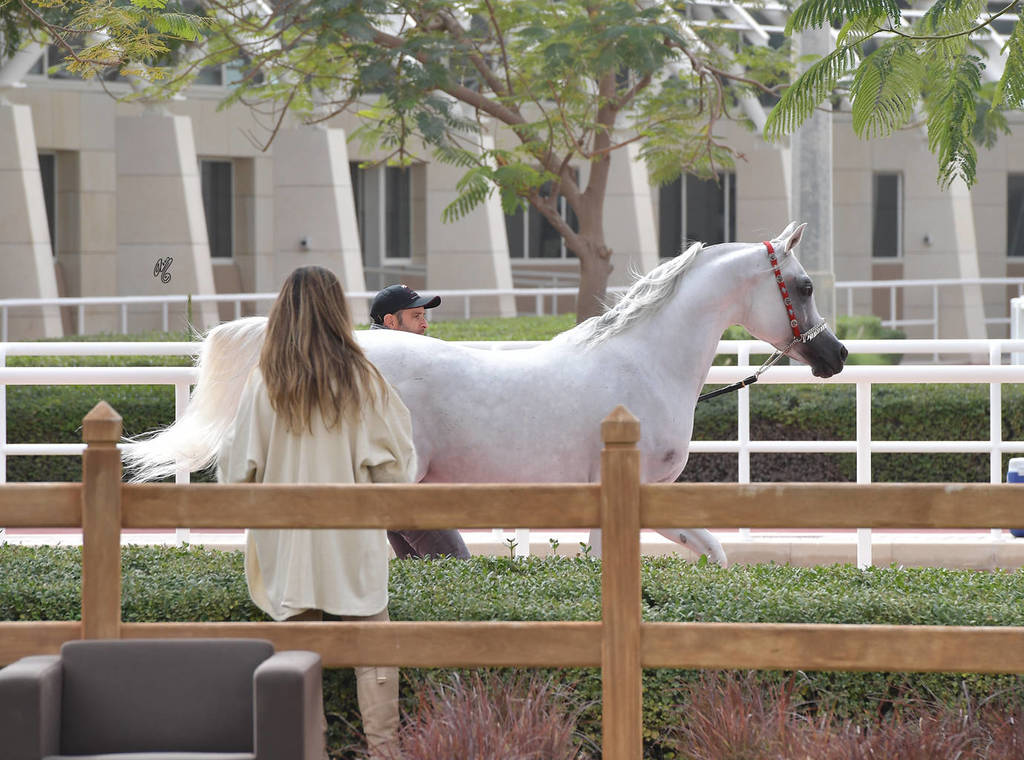 Stallion: Farhoud Al Shaqab (Al Adeed Al Shaqab X Johara Al Shaqab)