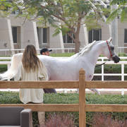 Stallion: Farhoud Al Shaqab (Al Adeed Al Shaqab X Johara Al Shaqab)