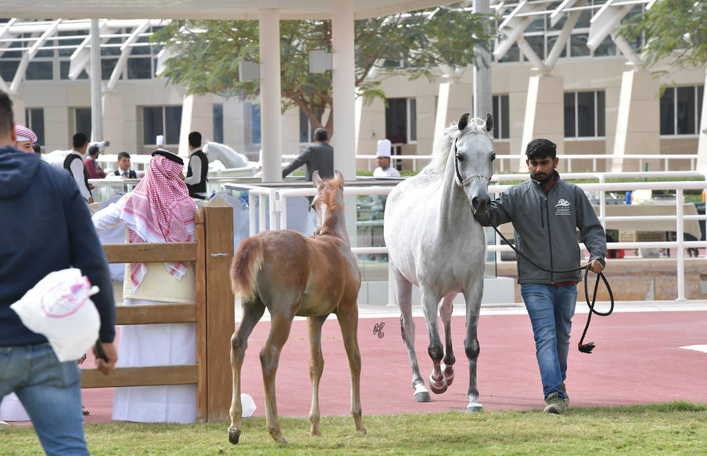 Lisa Abraham: A Presentation of the Al Rayyan Horses at Al Shaqab Stud