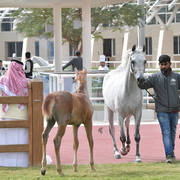 Lisa Abraham: A Presentation of the Al Rayyan Horses at Al Shaqab Stud