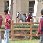 Lisa Abraham: A Presentation of the Al Rayyan Horses at Al Shaqab Stud