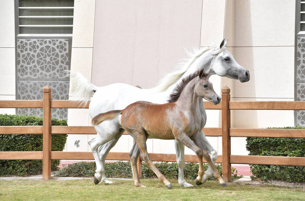 Lisa Abraham: A Presentation of the Al Rayyan Horses at Al Shaqab Stud