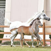 Lisa Abraham: A Presentation of the Al Rayyan Horses at Al Shaqab Stud