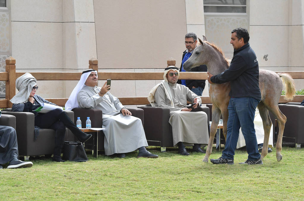 Lisa Abraham: A Presentation of the Al Rayyan Horses at Al Shaqab Stud