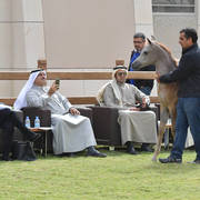 Lisa Abraham: A Presentation of the Al Rayyan Horses at Al Shaqab Stud