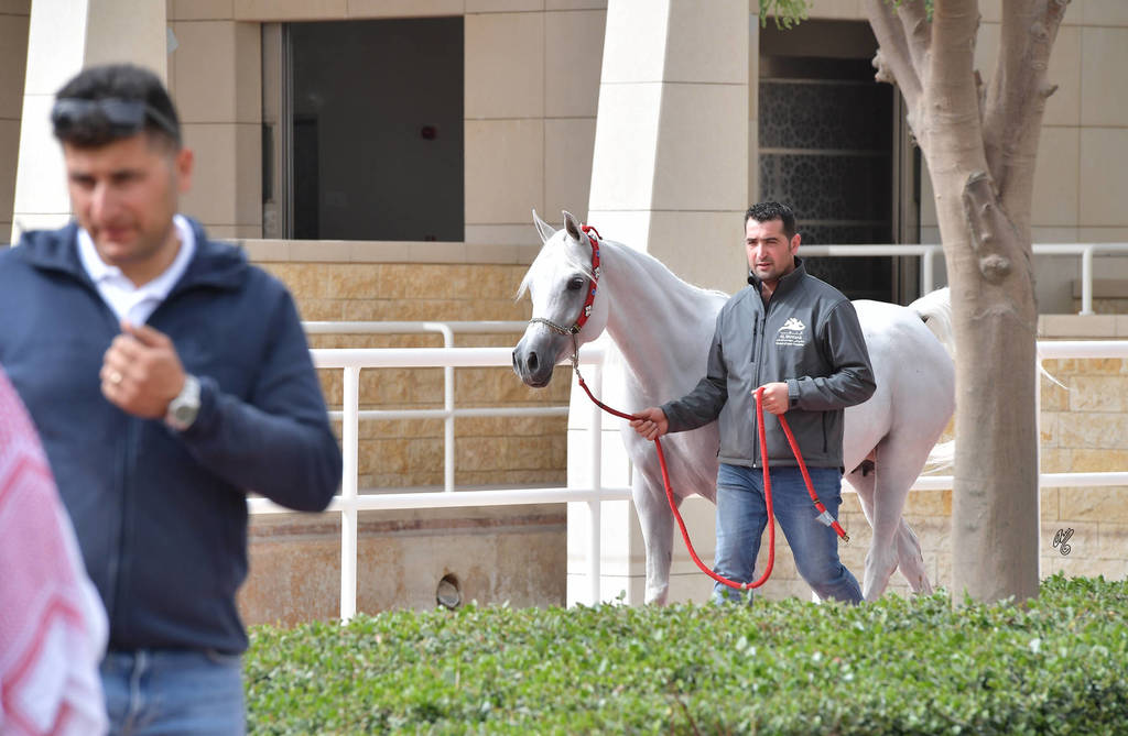 Lisa Abraham: A Presentation of the Al Rayyan Horses at Al Shaqab Stud