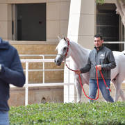 Lisa Abraham: A Presentation of the Al Rayyan Horses at Al Shaqab Stud