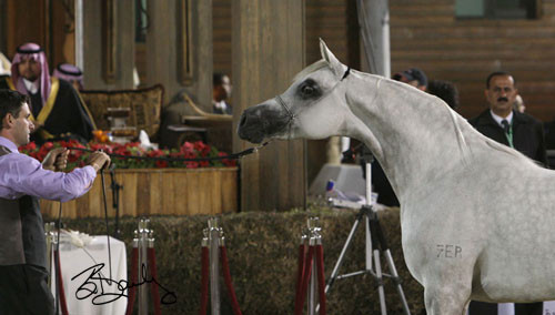 Reserve Champion Mare - EagleridgePassionata
(Sanadik El Shaklan x River Oak Dimity)
Owner: Ajman Stud, UAE
Breeder: Paul and Jennifer Odgen, Australia