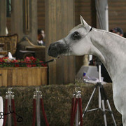 Reserve Champion Mare - EagleridgePassionata
(Sanadik El Shaklan x River Oak Dimity)
Owner: Ajman Stud, UAE
Breeder: Paul and Jennifer Odgen, Australia