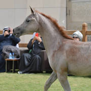 Lisa Abraham: A Presentation of the Al Rayyan Horses at Al Shaqab Stud