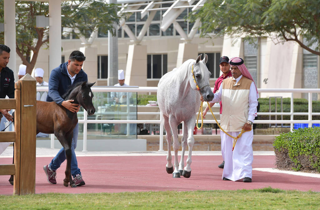 Lisa Abraham: A Presentation of the Al Rayyan Horses at Al Shaqab Stud