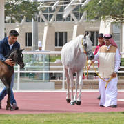 Lisa Abraham: A Presentation of the Al Rayyan Horses at Al Shaqab Stud