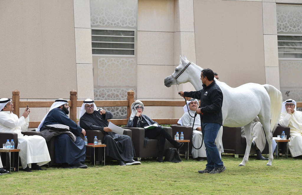 Lisa Abraham: A Presentation of the Al Rayyan Horses at Al Shaqab Stud