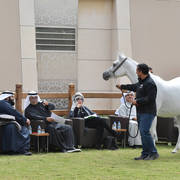 Lisa Abraham: A Presentation of the Al Rayyan Horses at Al Shaqab Stud
