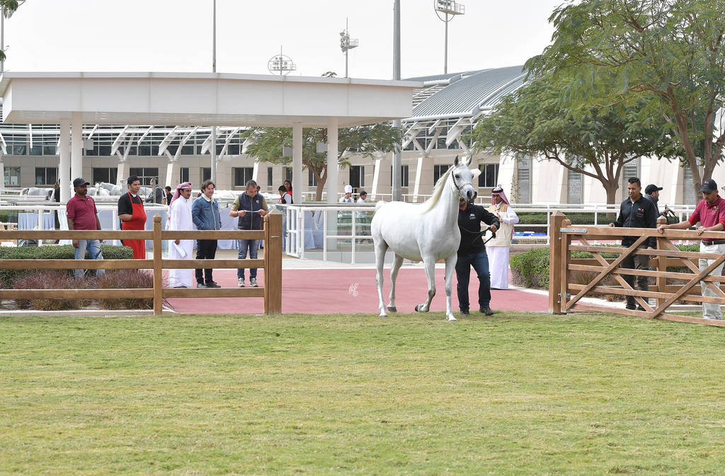Lisa Abraham: A Presentation of the Al Rayyan Horses at Al Shaqab Stud