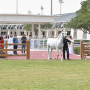 Lisa Abraham: A Presentation of the Al Rayyan Horses at Al Shaqab Stud