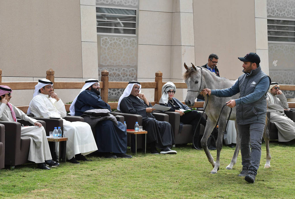 Lisa Abraham: A Presentation of the Al Rayyan Horses at Al Shaqab Stud