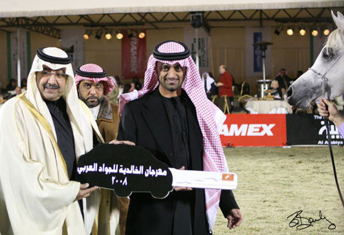 Reserve Champion Filly  - FS Cayenne(AS Natsir-Apal x FS Cleopatra)
Owner: Ajman Stud, UAE
Breeder: Frank Sponle, Germany