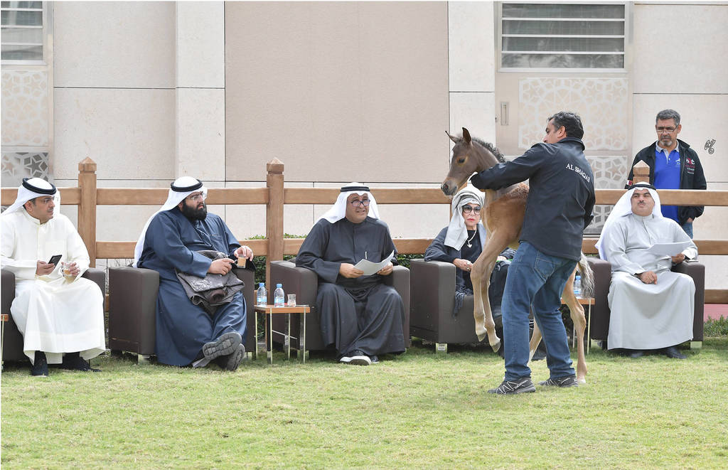 Lisa Abraham: A Presentation of the Al Rayyan Horses at Al Shaqab Stud