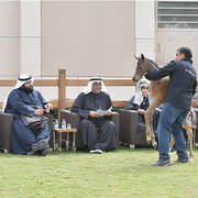 Lisa Abraham: A Presentation of the Al Rayyan Horses at Al Shaqab Stud