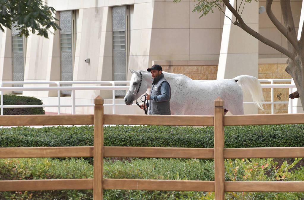 Lisa Abraham: A Presentation of the Al Rayyan Horses at Al Shaqab Stud