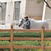 Lisa Abraham: A Presentation of the Al Rayyan Horses at Al Shaqab Stud