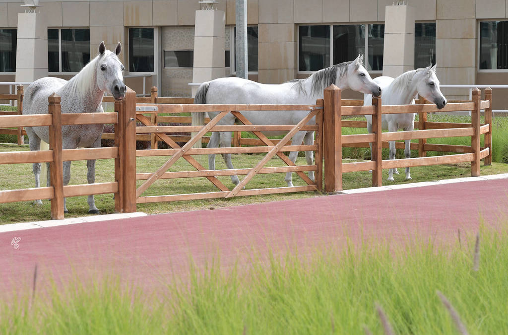 Lisa Abraham: A Presentation of the Al Rayyan Horses at Al Shaqab Stud