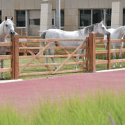 Lisa Abraham: A Presentation of the Al Rayyan Horses at Al Shaqab Stud
