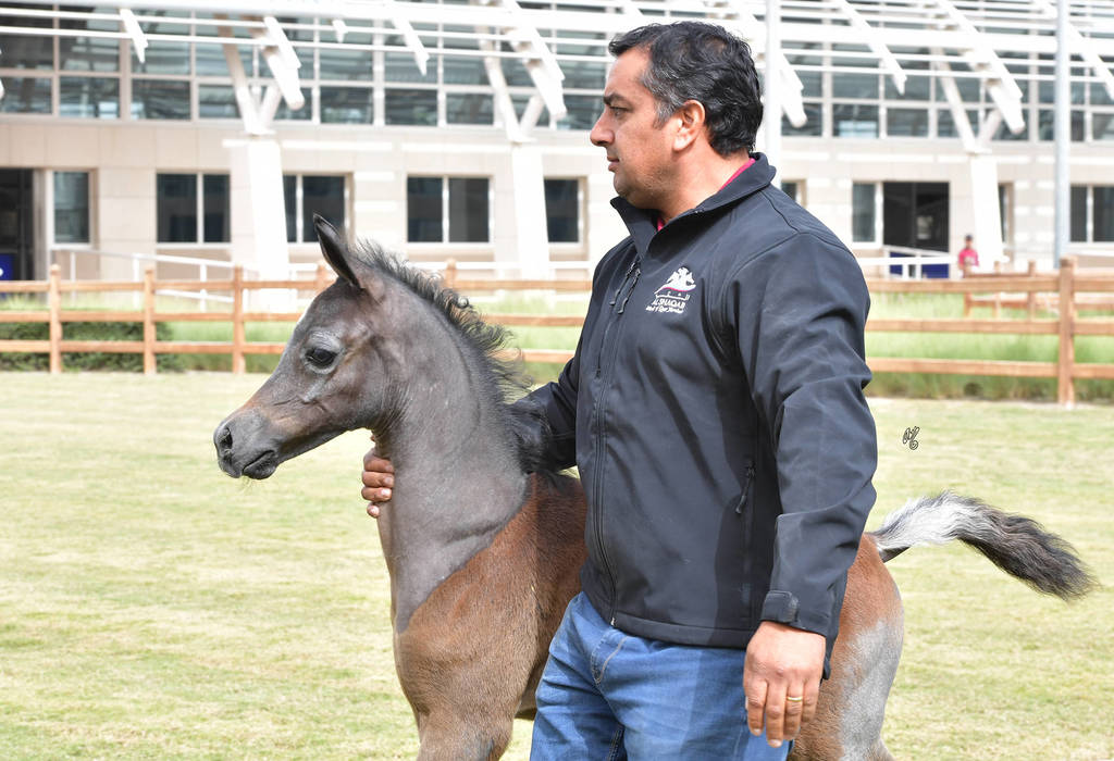 Lisa Abraham: A Presentation of the Al Rayyan Horses at Al Shaqab Stud